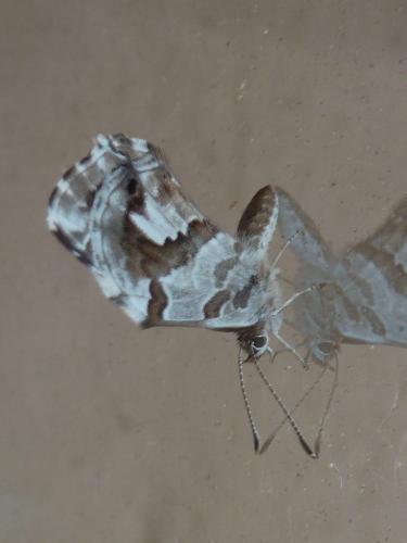 Cacyreus marshalli